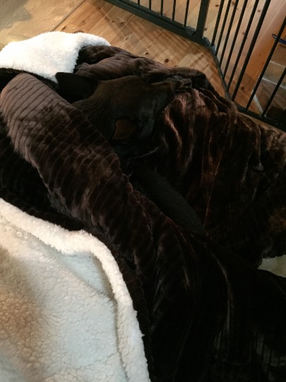 生き物ルーム第７段