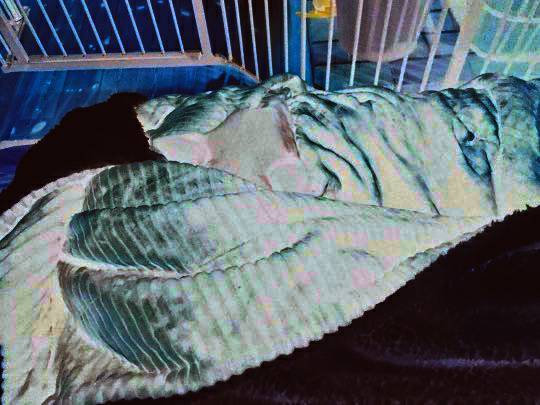 生き物ルーム第７段