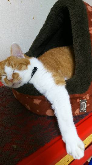 生き物ルーム第７段