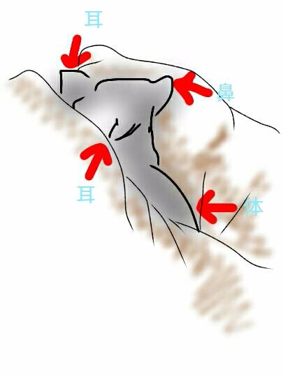 生き物ルーム第７段