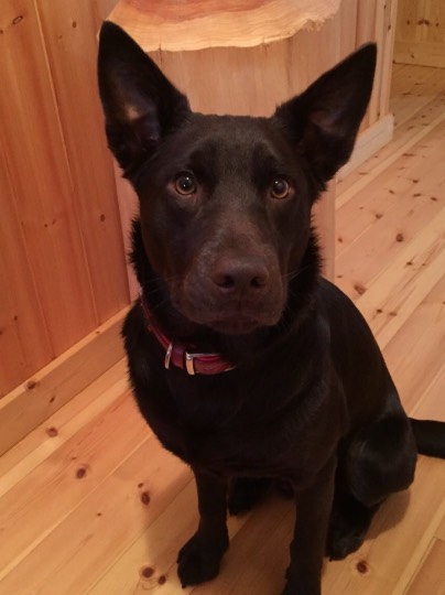 つぶやき 41 どんな話題もお気軽に