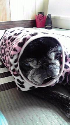 生き物ルーム第７段