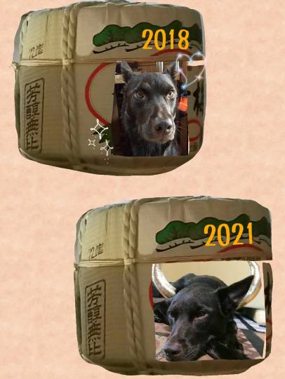 生き物ルーム第7段