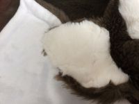 教えてください。