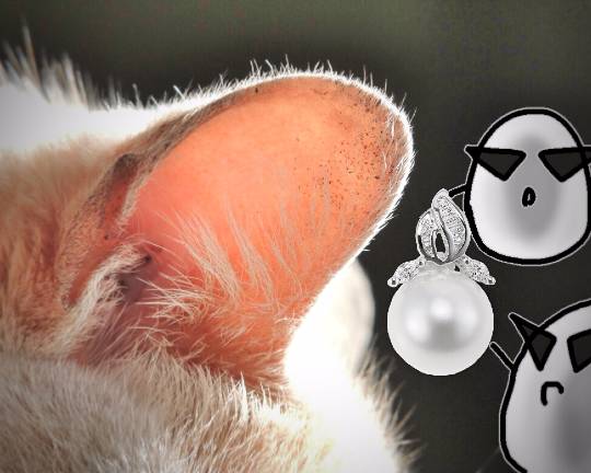 EGG&#039;S CAFE　in  America !!　(なんちゃって～♪)