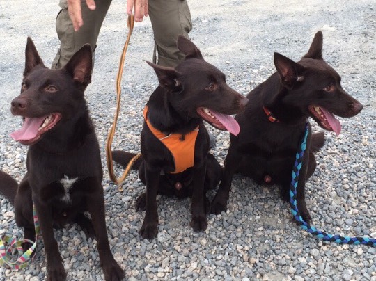 生き物ルーム第7段