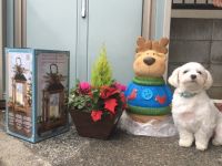 クリスマス用品