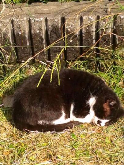 生き物ルーム第７段