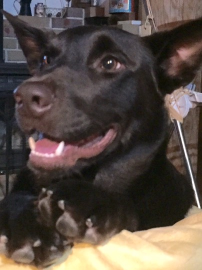 つぶやき 41 どんな話題もお気軽に