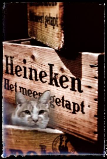 vol.６南関東イドバタ会議話し足りない人はこちら。愛調南関東連合ありのままで喋りましょう！
