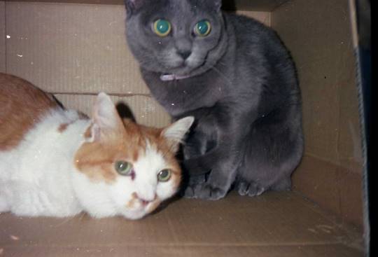 vol.６南関東イドバタ会議話し足りない人はこちら。愛調南関東連合ありのままで喋りましょう！