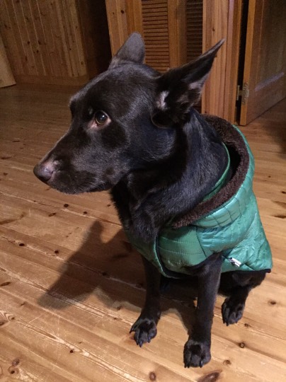 つぶやき その43 (о´∀`о)