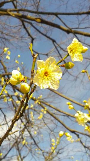 つぶやき その43 (о´∀`о)