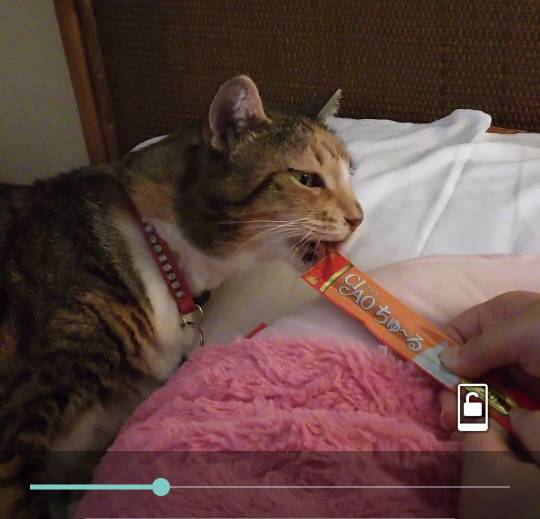 2月22日はにゃんの日です、猫について語りましょうヽ(^○^)ノ