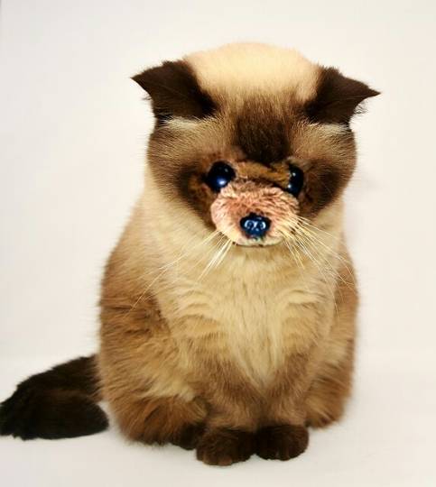 2月22日はにゃんの日です、猫について語りましょうヽ(^○^)ノ