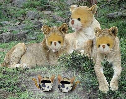 2月22日はにゃんの日です、猫について語りましょうヽ(^○^)ノ