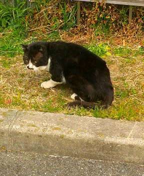 2月22日はにゃんの日です、猫について語りましょうヽ(^○^)ノ