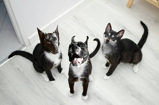 2月22日はにゃんの日です、猫について語りましょうヽ(^○^)ノ