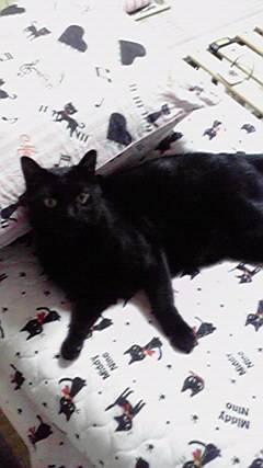 [予告]2月22日はにゃんの日です