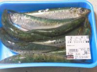 2/10(土）夕方の座間店　冷凍ブロッコリありました。