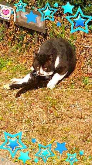 2月22日はにゃんの日です、猫について語りましょうヽ(^○^)ノ