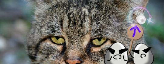 2月22日はにゃんの日です、猫について語りましょうヽ(^○^)ノ