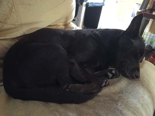 2月22日はにゃんの日です、猫について語りましょうヽ(^○^)ノ