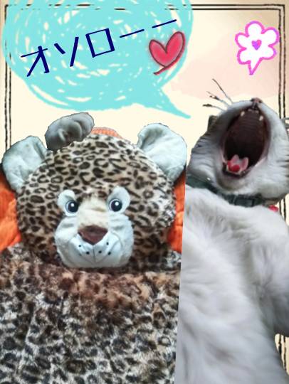 2月22日はにゃんの日です、猫について語りましょうヽ(^○^)ノ