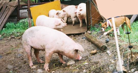 EGG'S CAFE本店 経営順調