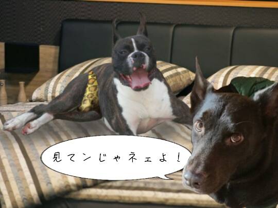 生き物ルーム第8段(^o^)