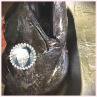 3/24（土）川崎。11時〜まぐろ解体ショーやってました