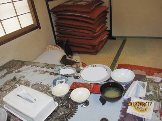 生き物ルーム第8段(^o^)