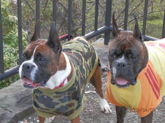 vol.8南関東イドバタ会議継続中。愛調南関東連合にようこそ!キタカンさんも是非!