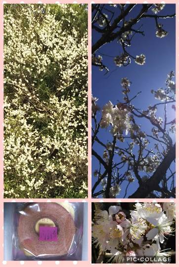 つぶやき その43 (о´∀`о)