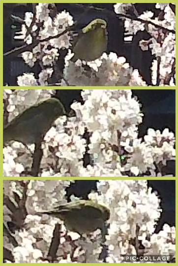 コストコユーザーによる業務スーパー話2