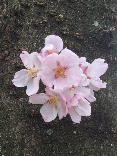 コストコユーザーによる業務スーパー話2