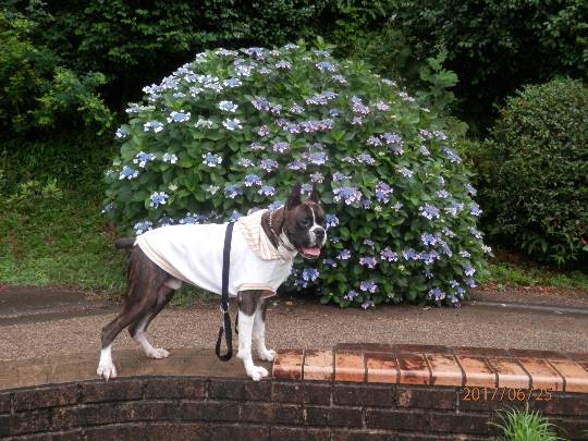 生き物ルーム第8段(^o^)