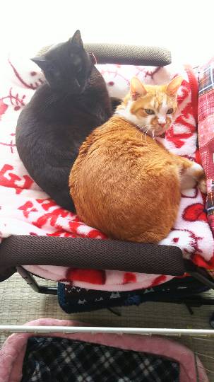 生き物ルーム第8段(^o^)