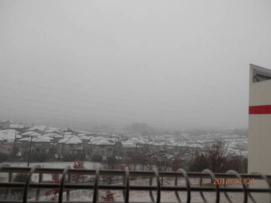 多摩境 3月21日(水)雪降ってます！