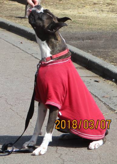 vol.8南関東イドバタ会議継続中。愛調南関東連合にようこそ!キタカンさんも是非!