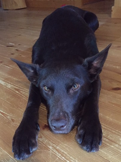 生き物ルーム第8段(^o^)