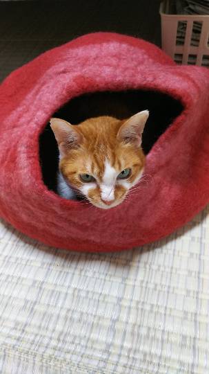 生き物ルーム第8段(^o^)