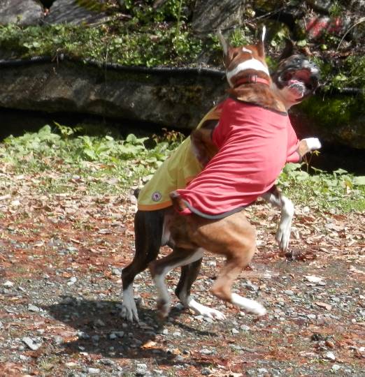 生き物ルーム第8段(^o^)