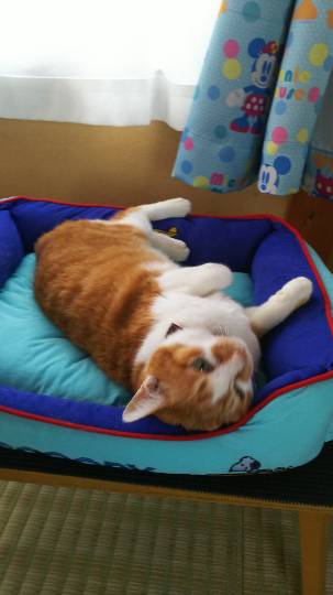 生き物ルーム第8段(^o^)