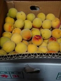 6月10日(日)札幌  南高梅あります！