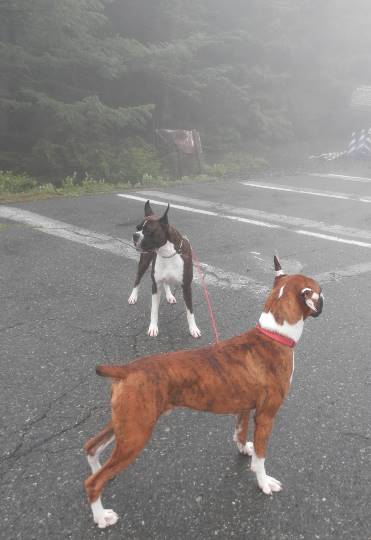 おめでとう~vol.10!愛調(オチョ)南関東連合、まだまだ走るわよ!