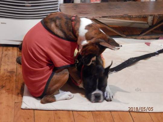 生き物ルーム第8段(^o^)