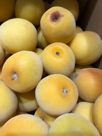 6月10日(日)札幌  南高梅あります！