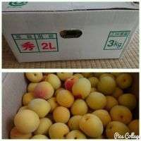 6月10日(日)札幌  南高梅あります！