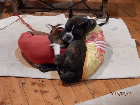 生き物ルーム第8段(^o^)